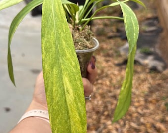 Anthurium vittarifolium variegado