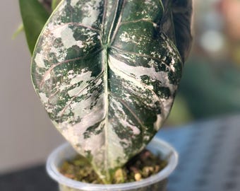 Pink Azlanii Variegated Alocasia Corm A73 A74 - Etsy