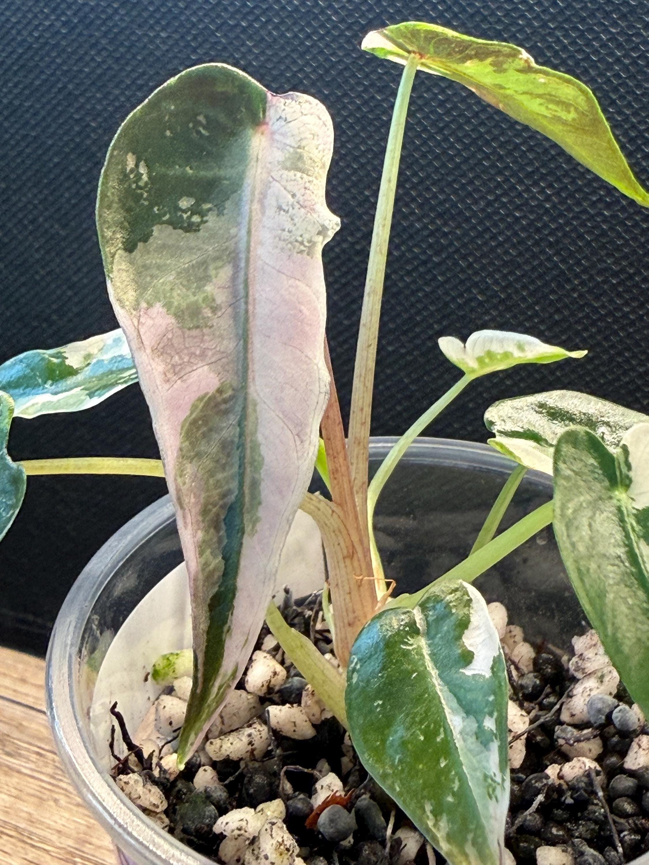 Alocasia bambino pink variegated - Etsy 日本