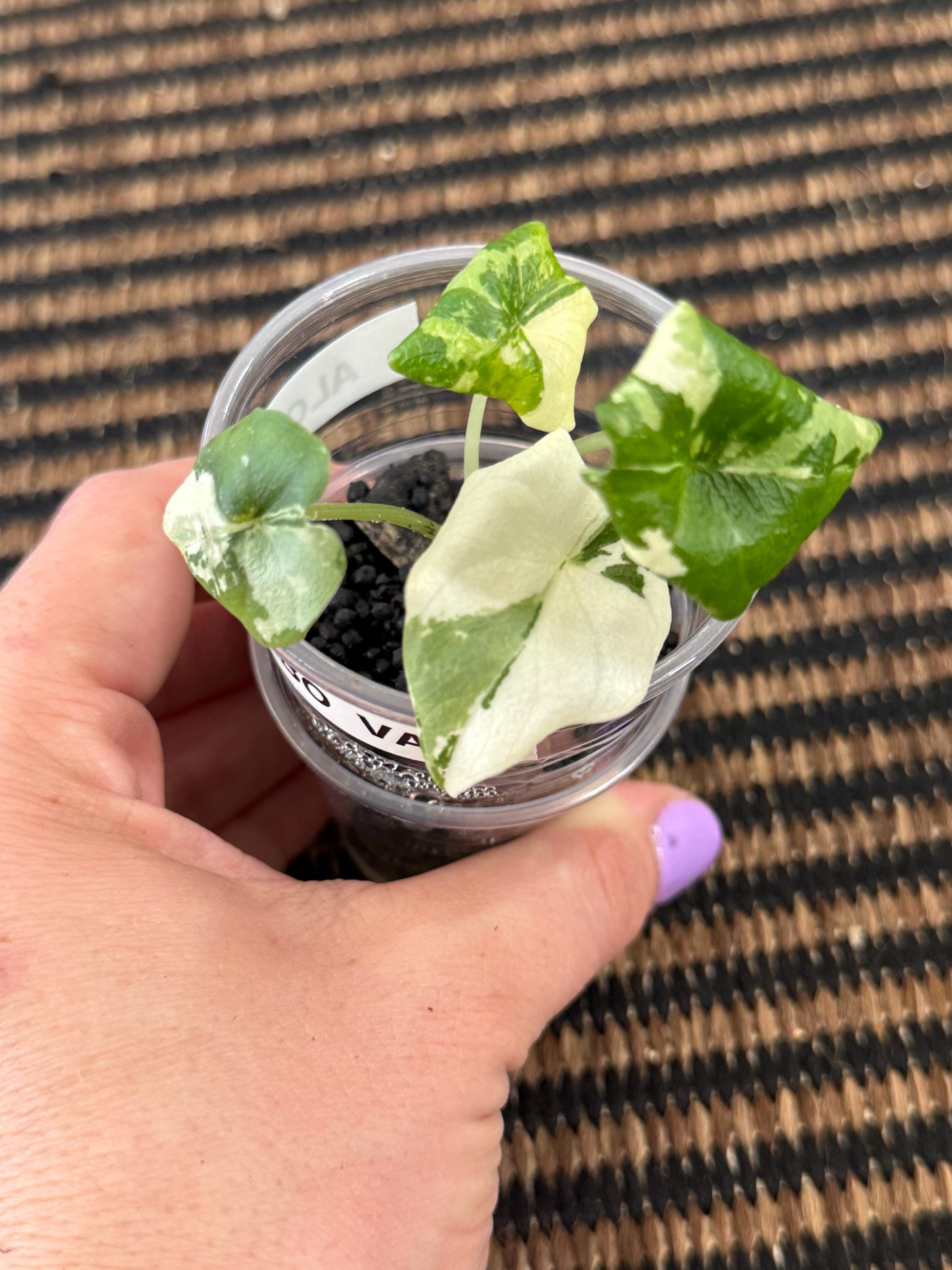 Alocasia melo albo - Etsy 日本