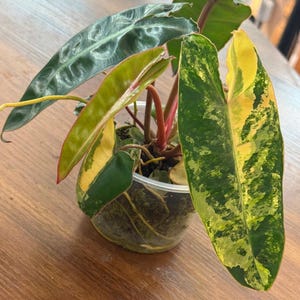 Può includere: Una pianta in vaso con grandi foglie variegate nei toni del verde e del giallo. Le foglie presentano un motivo e una consistenza unici, con steli rossi. La pianta è in un vaso di plastica trasparente, su una superficie di legno.
