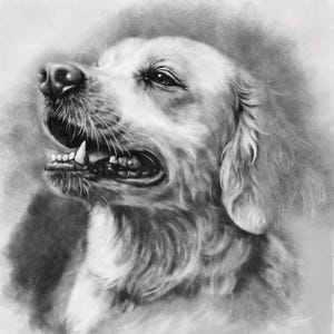 May include: A detailed grayscale drawing of a dog's head, showcasing a Golden Retriever. The dog is depicted with its mouth open, revealing teeth, and its fur is rendered with soft shading. The artwork captures the dog's expression.