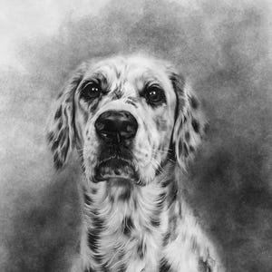 May include: A black and white portrait of an English Setter dog. The dog has a speckled coat, long ears, and a focused gaze. The background is a soft, blurred gray.
