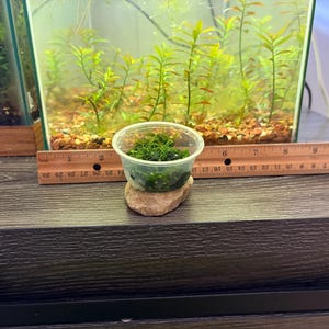May include: A small, clear plastic container filled with vibrant green moss, resting on a light-colored stone. A wooden ruler is positioned behind the container, showing a diameter of approximately 2 inches for the container opening.