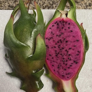 Dragon Fruit Asunta-X (AX) Mature Cuttings, 8-12Inches Long