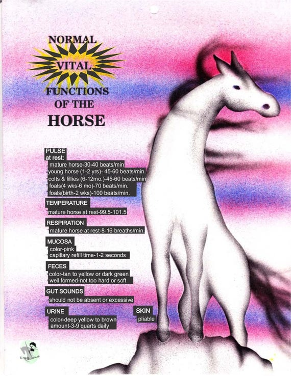 Horse Vital Signs Chart