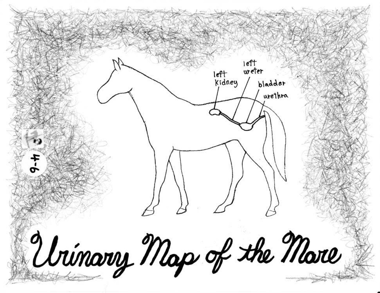 Unit 4 Urinary System Equine Sciences and Stewardship of Etsy