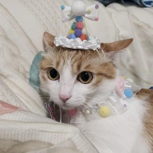 Cat Birthday Hat, Pet Birthday Party Collar, Birthday Hat