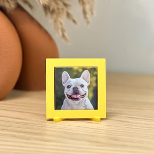 May include: A small, square yellow picture frame with a photograph of a white French Bulldog. The dog is smiling with its tongue out. The frame is standing on a wooden surface.