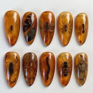 May include: A set of ten almond-shaped nail tips in a translucent amber resin finish. Each tip encapsulates a distinct specimen, including a fly, butterfly wing, dragonfly, spider, ant, scorpion, leaf, centipede, bee, and a dried leaf fragment.