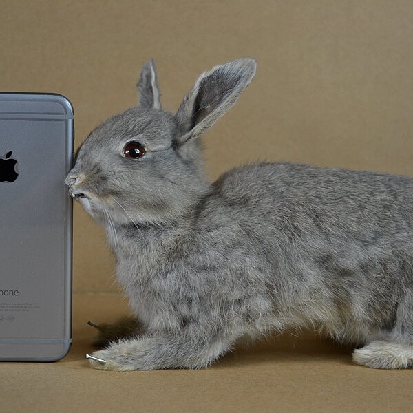 taxidermy of rabbit , Bunny, "look",good gift