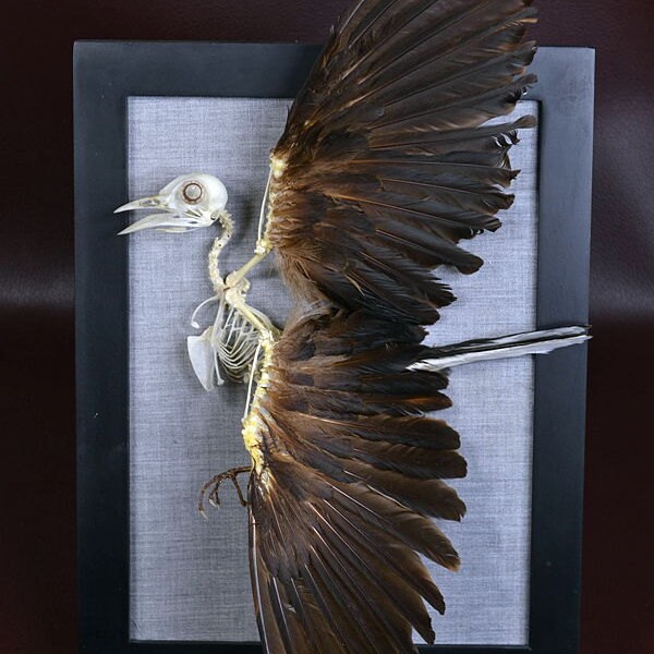 birds skeleton 7# mounted can for hanging wall or display on desk or as a gift free shipping to every where