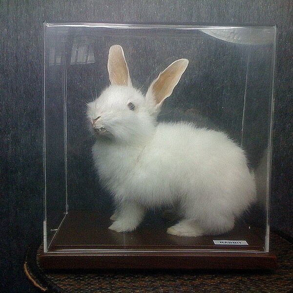 taxidermy of rabbit, Real rabbit.with plastic show case
