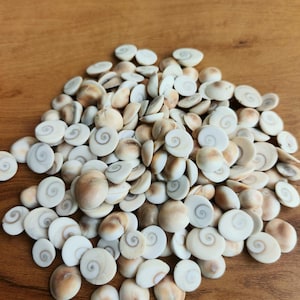 May include: A pile of small, round seashells with a spiral pattern in the center. The shells are mostly white with tan and brown accents. The shells are scattered on a wooden surface.