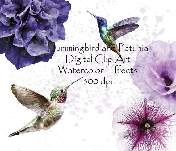 Watercolor Hummingbird Clip Art: Purple Petunia Graphics (Digital Download)