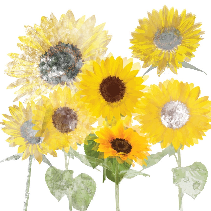 Watercolor Sunflowers Clip Art High Resolution Graphic | Etsy