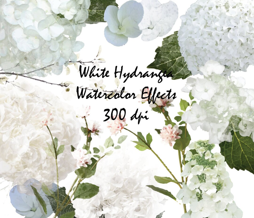 Hydrangea Effects Watercolor Effects Hydrangea Clip Art High Resolution Graphic Greeting ...