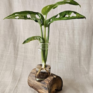 Natural Propagation Station