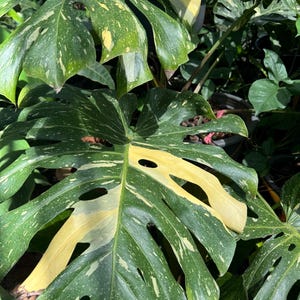 Thai Constellation Monstera | 2 Cuttings | Rare Indoor Plant