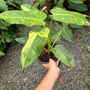 Philodendron Jose Buono – Rare Variegated Aroid – Bare Root Live Plant for Collectors