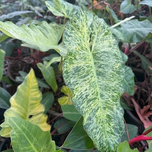 Philodendron Paraiso Verde | 3-Leaf Rooted Cuttings | Rare Plant Pack