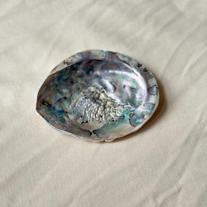 Abalone Shell