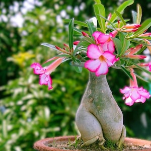 May include: A desert rose plant with vibrant pink and white flowers. The plant has a thick, bulbous trunk and is potted in a terracotta pot. Green leaves and buds surround the flowers, creating a lush, natural aesthetic.