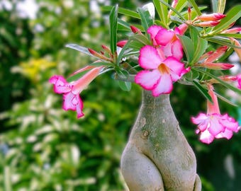 Live Pink Desert Rose Plant - Adenium Obesum Starter - 4-6" Tall - Flower Plant - Healthy Soil Root - No Pot