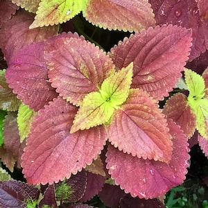 May include: Close-up of coleus plant leaves. The leaves are a mix of colors, including deep red, pink, and green. The edges of the leaves are serrated. The center of the plant has a bright green and yellow hue.