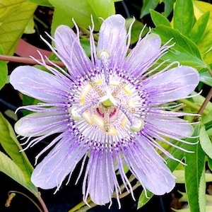 May include: A close-up of a passion flower with delicate, lavender petals radiating from a central core. The flower's intricate design features white filaments and a complex pattern of purple and white markings. Green leaves provide a natural backdrop.