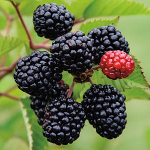 May include: Close-up of a cluster of ripe blackberries, showcasing their deep black color and textured surface. One red raspberry is also visible. Green leaves and stems provide a natural backdrop, highlighting the fresh berries.