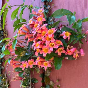 May include: Close-up of a climbing plant with vibrant orange and yellow trumpet-shaped flowers. The flowers are clustered together with green leaves against a reddish-brown wooden background. The plant is in full bloom.