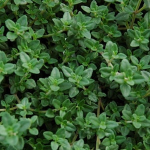 May include: Close-up of fresh thyme, a culinary herb. The image shows a dense cluster of small, oval-shaped green leaves. The leaves are tightly packed together, creating a textured appearance. The stems are thin and light brown.