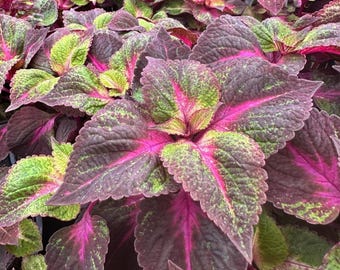 Set of 3 Live ‘Magilla Perilla’ Coleus Plants – 5–9" Tall – Rooted in Soil – No Pot – Ornamental Foliage Plant