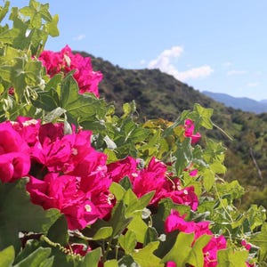 May include: A vibrant display of pink bougainvillea flowers with lush green leaves. The flowers are in full bloom, creating a colorful contrast against the backdrop of a mountain range and a clear blue sky. The image captures the beauty of nature.