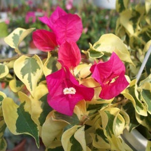 May include: Close-up of a bougainvillea plant with vibrant pink flowers and variegated yellow and green leaves. The flowers have a delicate, papery texture, and the leaves have a striking pattern.