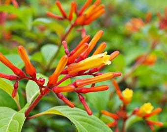 2 Hamelia Dwarf Plants – Compact Live Starter Plants – 4-6" Tall – Bright Orange Flowers – Hummingbird Friendly – No Pot