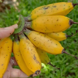 May include: A bunch of ripe, yellow bananas with dark spots, held in a hand. The bananas have brown tips and are attached to a green stem. The background is blurred green foliage.