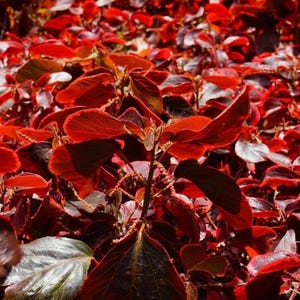 May include: A close-up of a vibrant plant with deep red leaves. The leaves have a glossy texture and are arranged densely, creating a rich, textured appearance. The plant's stems are visible, adding to the natural aesthetic.