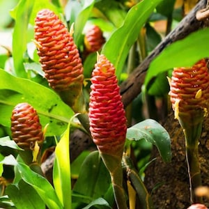 May include: Close-up of several red and orange ginger flower cones with a textured, layered appearance. The flowers are surrounded by large, green leaves and a brown tree branch. The image is well-lit, highlighting the vibrant colors and textures of the plants.