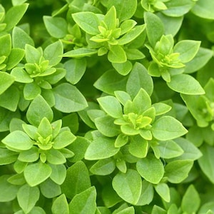May include: Close-up of vibrant green basil plants. The leaves are a bright, fresh green, with a slightly glossy texture. The image showcases the dense, lush growth of the basil, highlighting its fresh, healthy appearance. The leaves are tightly packed, creating a full, textured look.
