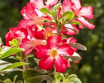 Live Red Desert Rose Plant - Adenium Obesum Starter - 4-6" Tall - Flower Plant - Healthy Soil Root - No Pot
