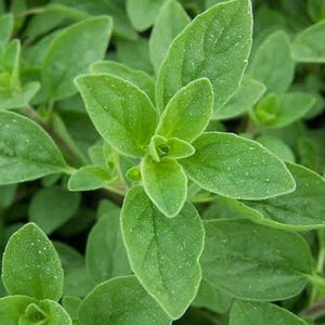 May include: Close-up of fresh oregano plant with vibrant green leaves. The leaves have a slightly textured surface and are arranged in clusters. The image highlights the plant's natural details, showcasing its freshness and the healthy appearance of the herb.