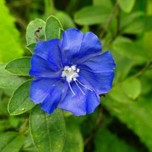 May include: A close-up of a vibrant blue flower with a white center and delicate white stamens. The flower is surrounded by lush green leaves, creating a striking contrast. The petals are a rich shade of blue, and the overall image is bright and colorful.