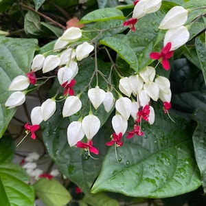 May include: Close-up of a flowering plant with white, heart-shaped petals and vibrant red accents. The plant's green leaves are large and glossy, with water droplets visible on the surface. The overall image showcases a lush, natural aesthetic.