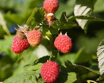2 Live Caroline Red Raspberry Fruiting Plant - 4-6" Tall - Healthy Soil Root - Ship No Pot