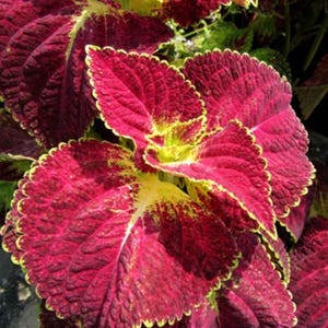 May include: Close-up of a coleus plant with large, textured leaves. The leaves are primarily a deep burgundy color, with bright yellow-green edges. The plant has a ruffled appearance, with multiple leaves visible.