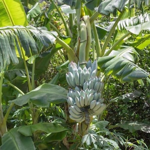 May include: A banana tree with large green leaves and a bunch of unripe bananas. The bananas are a pale green color and are clustered together. The tree is surrounded by other green foliage.