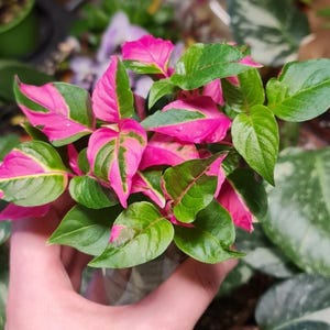 May include: Close-up of a vibrant plant with green and pink leaves. The leaves have a striking color pattern, with bright pink edges and green centers. The plant is a lush, colorful addition to any indoor or outdoor space.