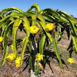 May include: A dragon fruit plant with long, green, and yellow stems and vibrant yellow flowers. The plant is in an outdoor setting with a clear blue sky in the background. The plant is in a field.